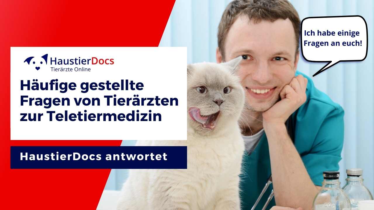 Häufig gestellte Fragen von Tierärzten zur Telemedizin