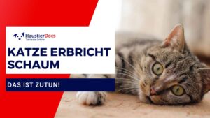 Warum erbricht meine Katze Schaum?