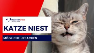 Warum niest meine Katze?