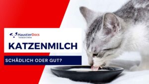 Ist Katzenmilch schädlich?