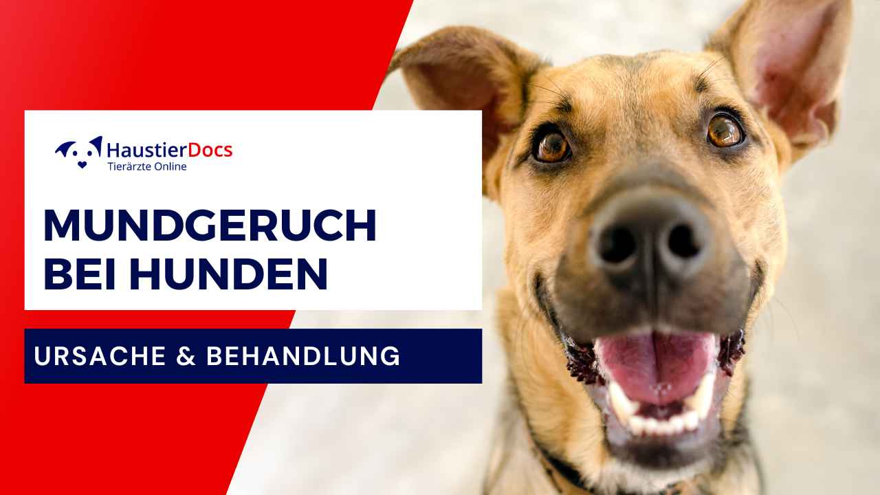 Warum hat mein Hund Mundgeruch?