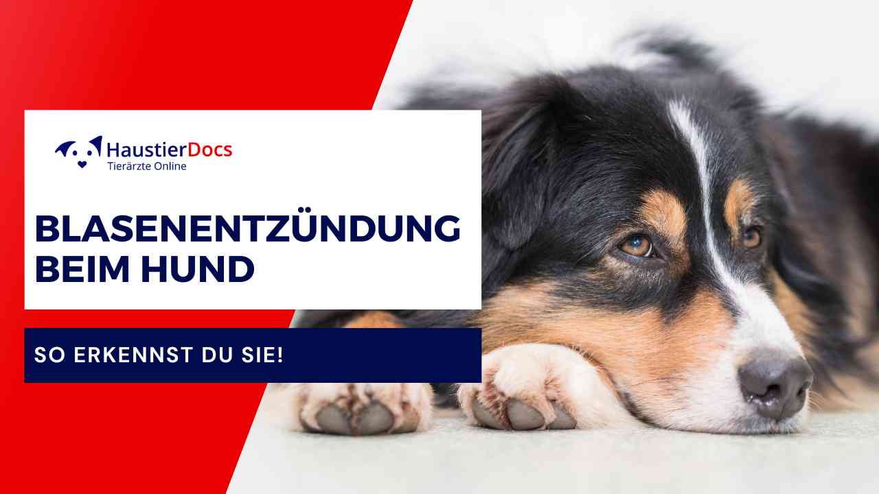 Blasenentzündung beim Hund