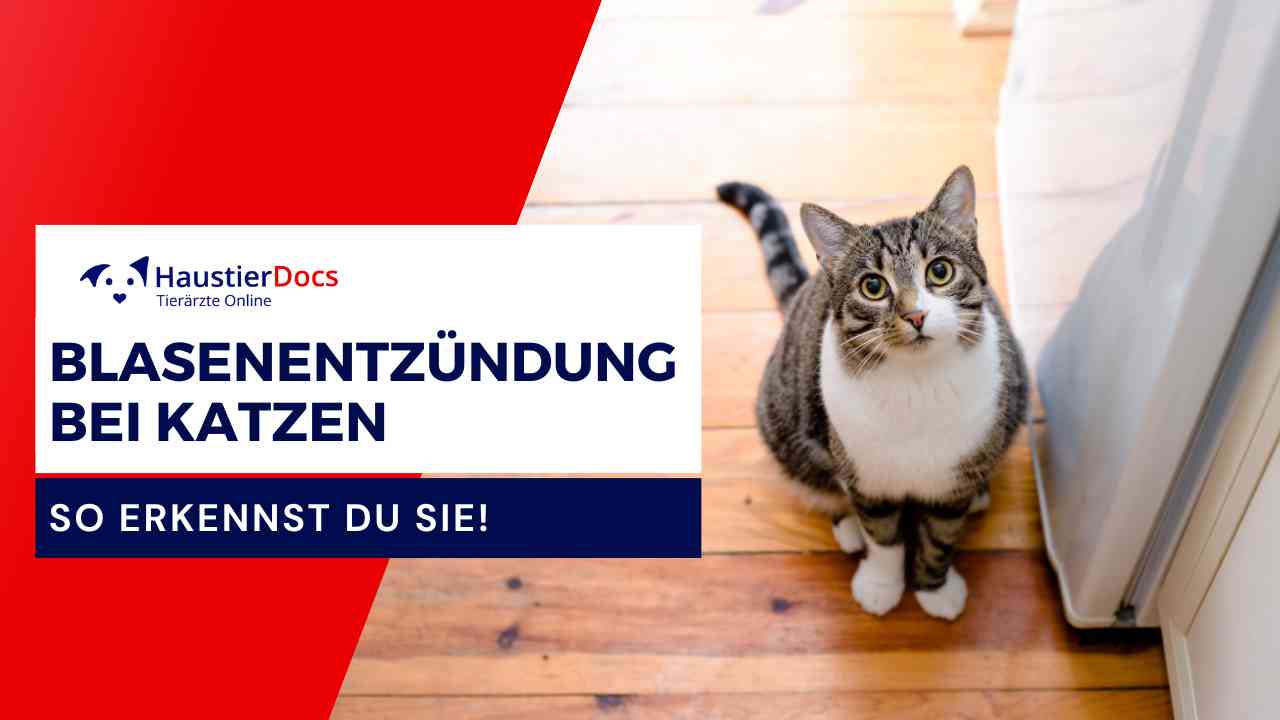 Blasenentzündung bei Katzen so erkennst du sie! HaustierDocs