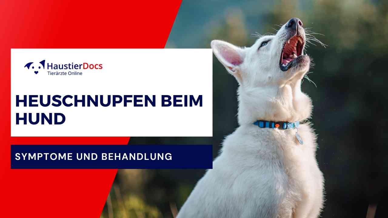 Heuschnupfen beim Hund
