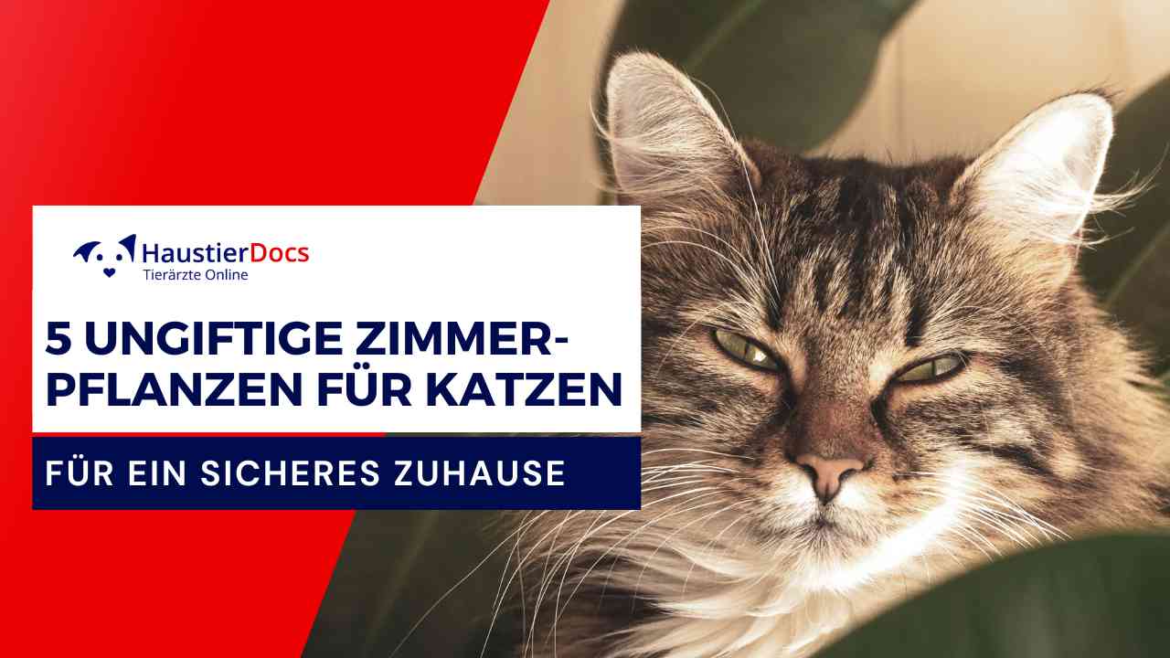 Ungiftige Pflanzen für Katzen