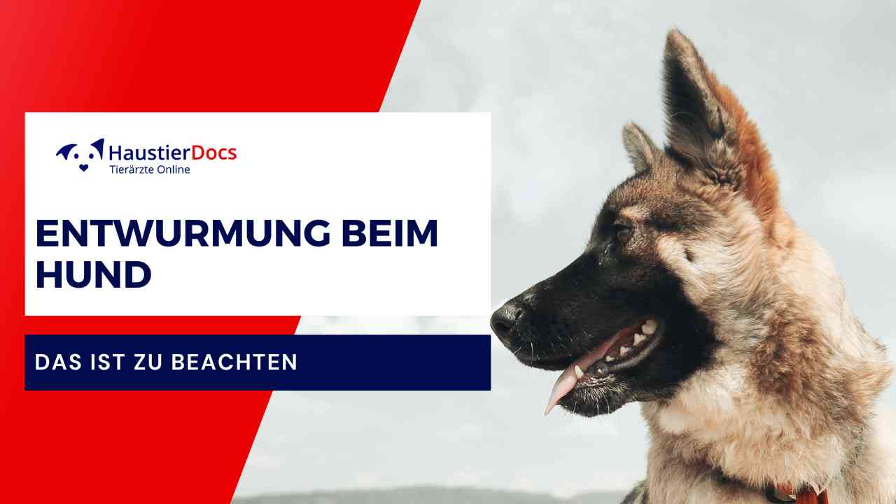 Entwurmung beim Hund