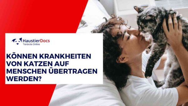 Können Krankheiten von Katzen auf Menschen übertragen werden