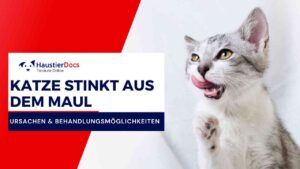 Warum stinkt meine Katze aus dem Maul?