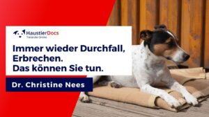 Immer wieder Durchfall und Erbrechen beim Hund. Das können Sie tun.