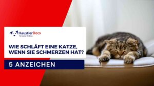 Wie schläft eine Katze, wenn sie Schmerzen hat?