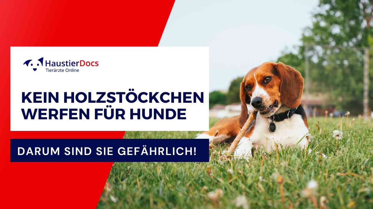 Darum sind Holzstöckchen gefährlich für Hunde