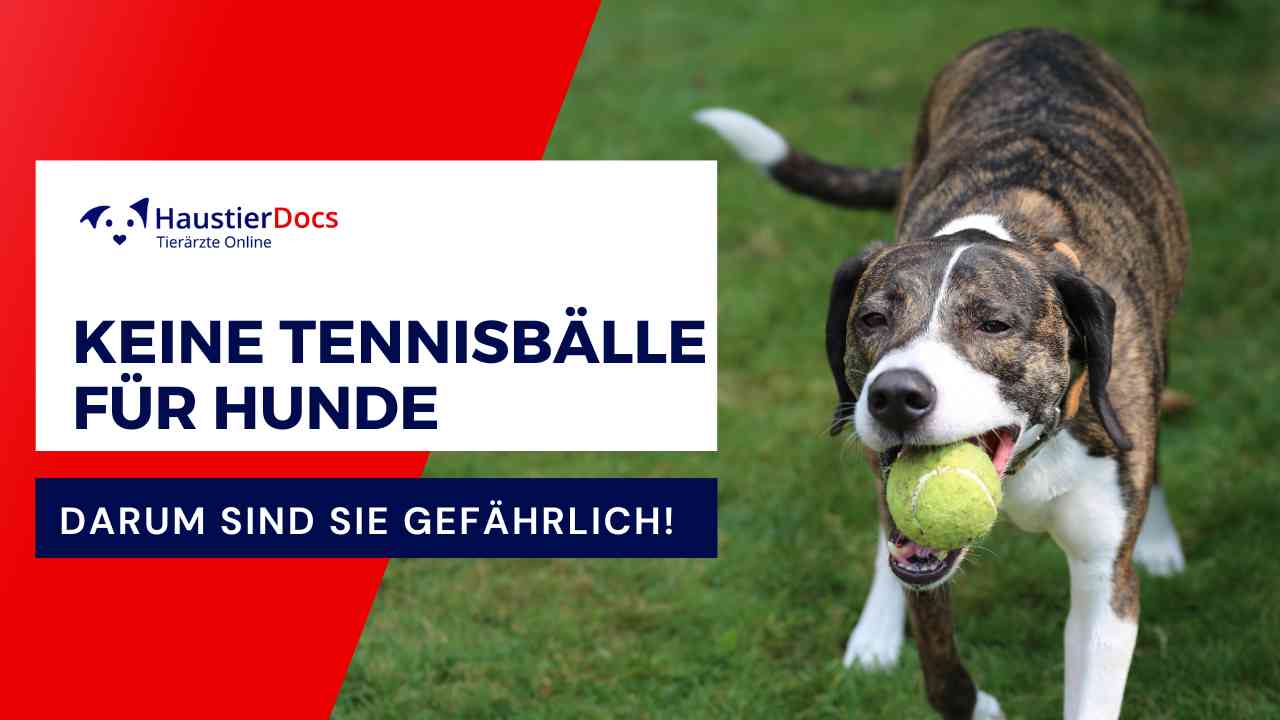 Darum sind Tennisbälle gefährlich für Hunde