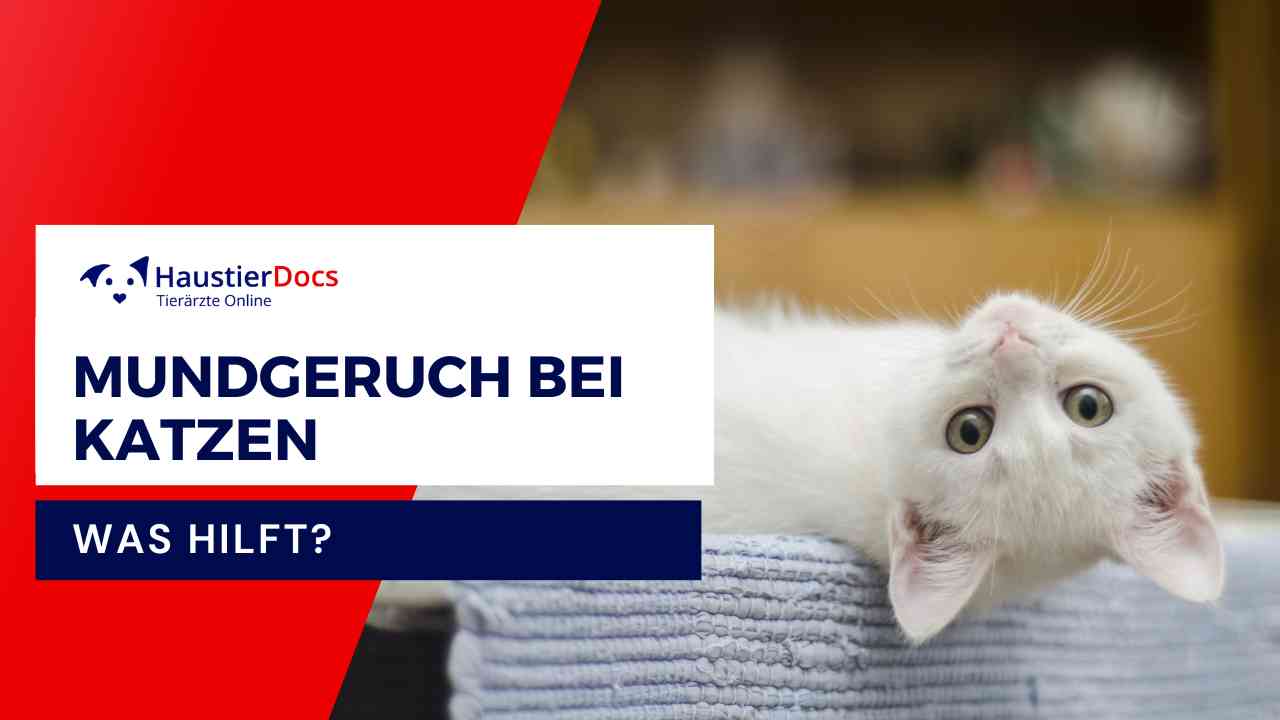 Was tun bei Mundgeruch bei Katzen?