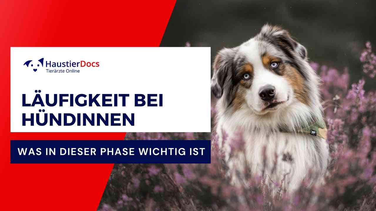 Was ist bei Läufigkeit von Hündinnen zu beachten?