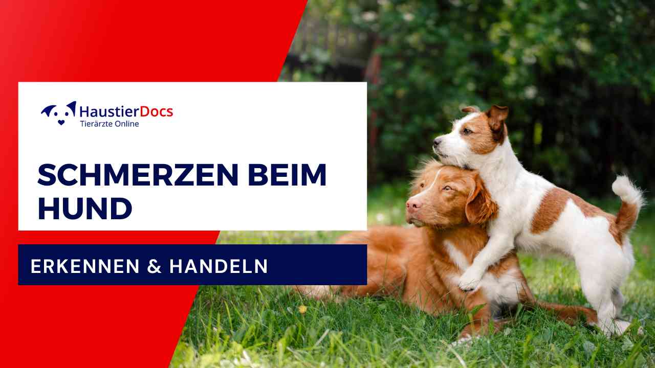 Wie erkenne ich, ob mein Hund Schmerzen hat?