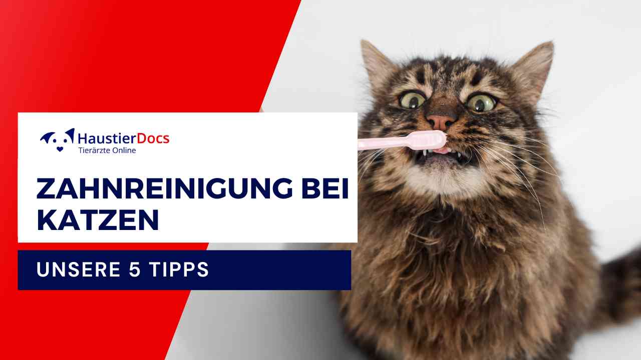 Wie reinige ich die Zähne meiner Katze?