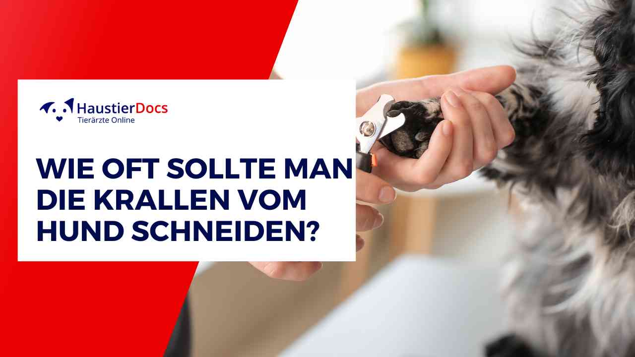 Wie oft Krallen schneiden beim Hund?