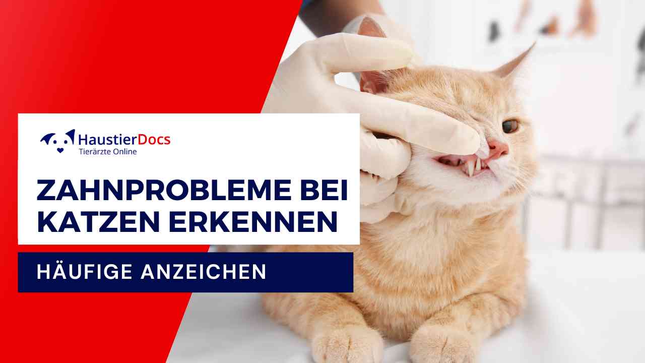 Hat meine Katze Zahnprobleme?