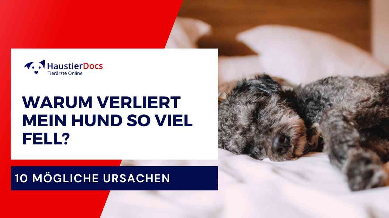 Warum verliert Hund so viel Fell?