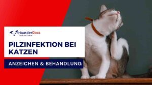 Wie erkenne ich eine Pilzinfektion bei meiner Katze?