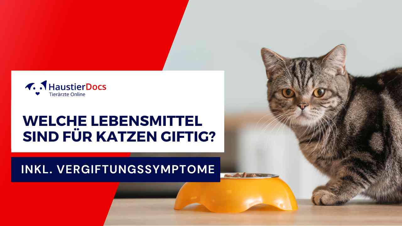 Welche Lebensmittel sind für Katzen giftig?