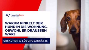 Warum pinkelt der Hund in die Wohnung, obwohl er draußen war?