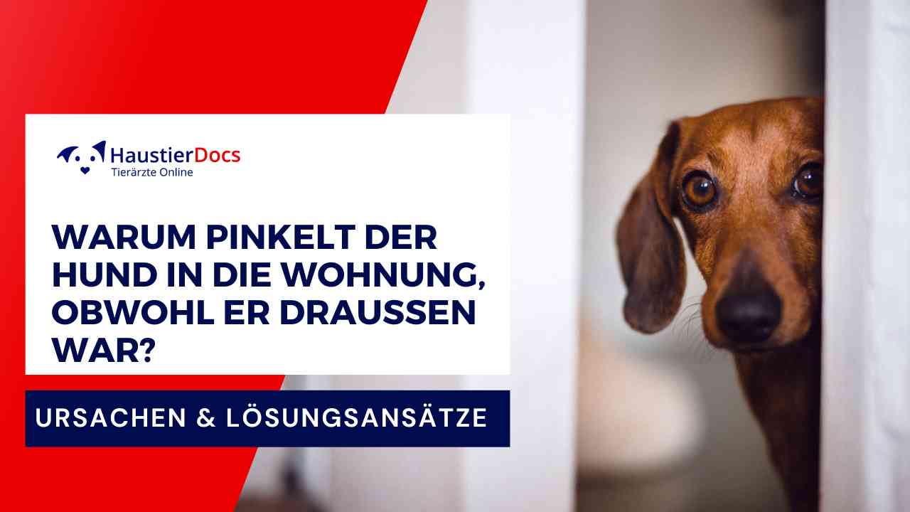 Warum pinkelt der Hund in die Wohnung, obwohl er draußen war?