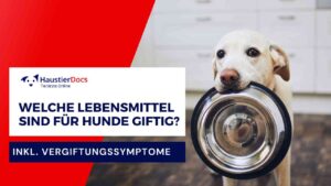 Welche Lebensmittel sind für Hunde giftig?
