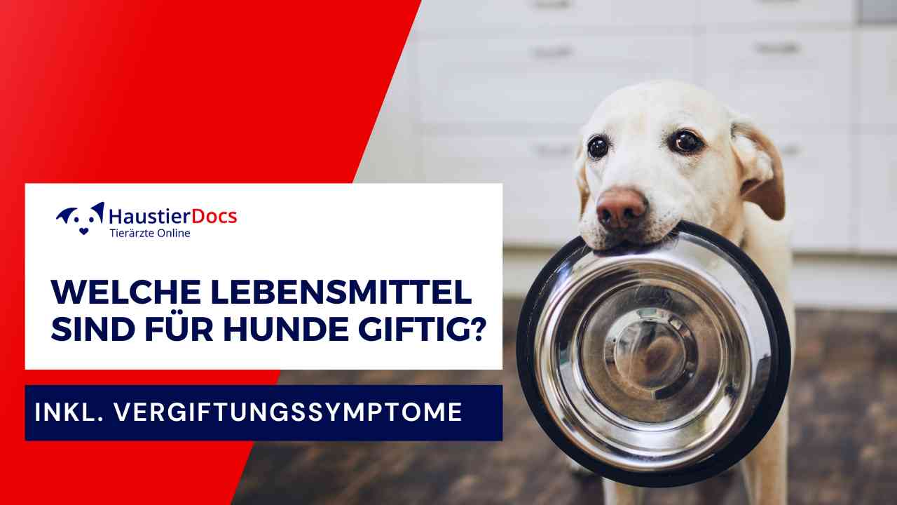 Welche Lebensmittel sind für Hunde giftig?
