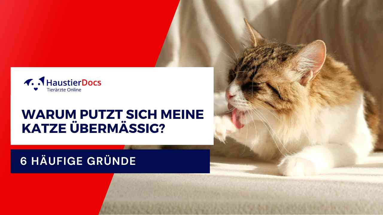 Warum putzt sich meine Katze übermäßig?