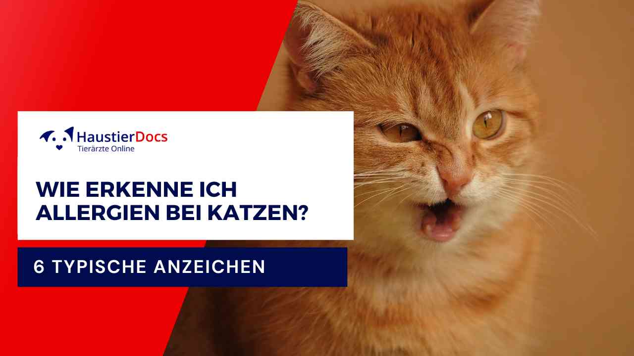 Wie erkenne ich Allergien bei Katzen?