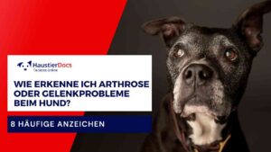 Wie erkenne ich Arthrose oder Gelenkprobleme beim Hund?