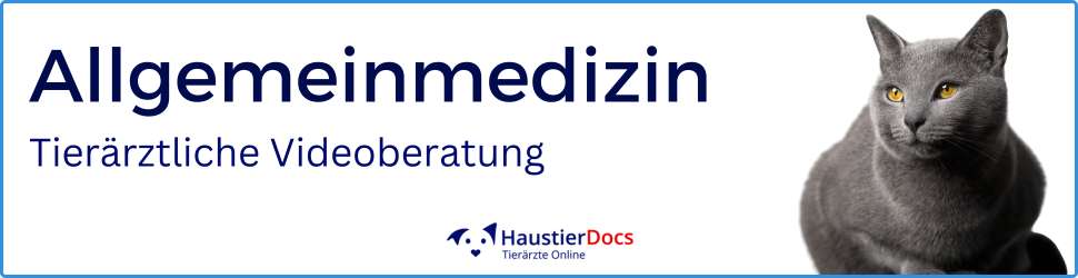 Allgemeinmedizin Katzen