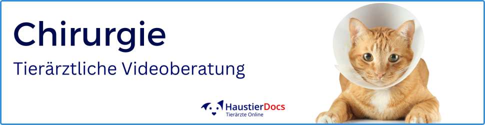 Chirurgie Katzen