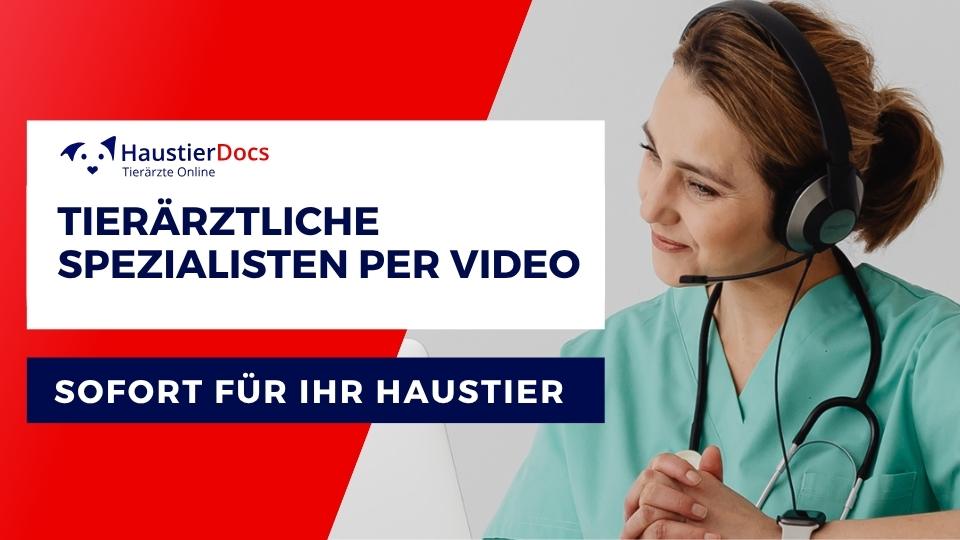 Tierärztliche Spezialisten per Video – sofort für Ihr Haustier
