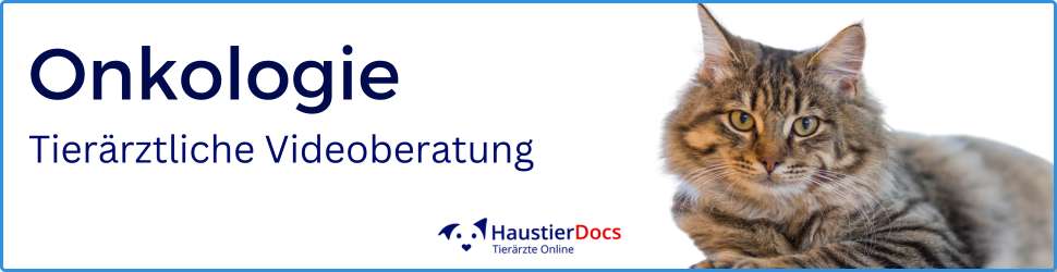Onkologie Katzen