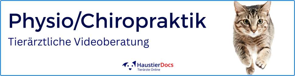 Physiotherapie, Chiropraktik Katzen