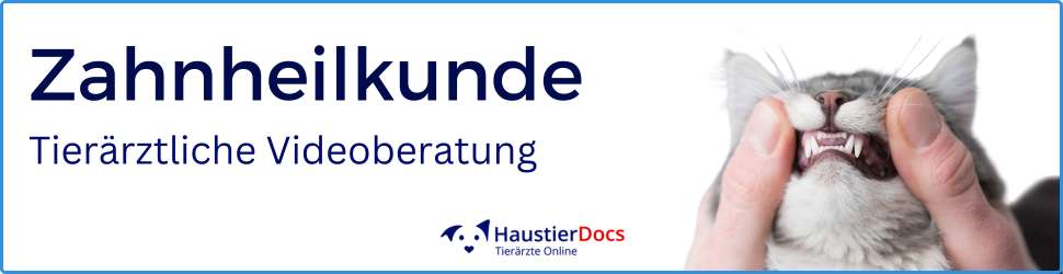 Zahnheilkunde Katzen