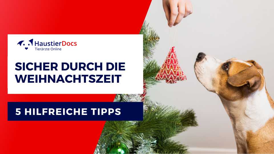 Sicher durch die Weihnachstzeit mit Hund und Katze