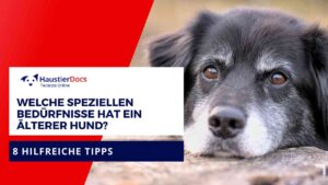 Welche speziellen Bedürfnisse hat ein älterer Hund?