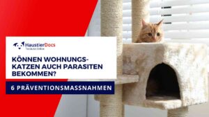 Könne Wohnungskatzen Parasiten bekommen?