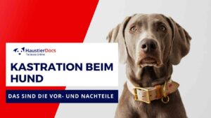 Was sind die Vor- und Nachteile einer Kastration beim Hund?