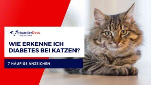 Was sind die Anzeichen für Diabetes bei Katzen?
