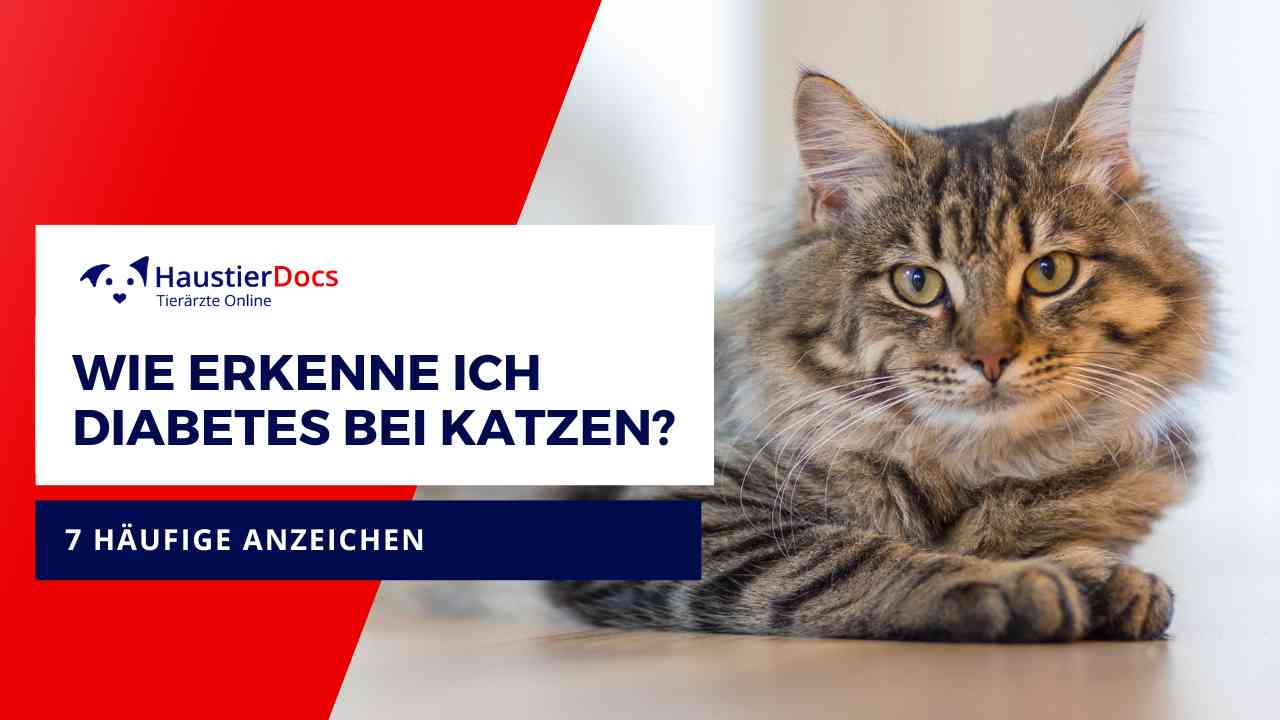 Was sind die Anzeichen für Diabetes bei Katzen?
