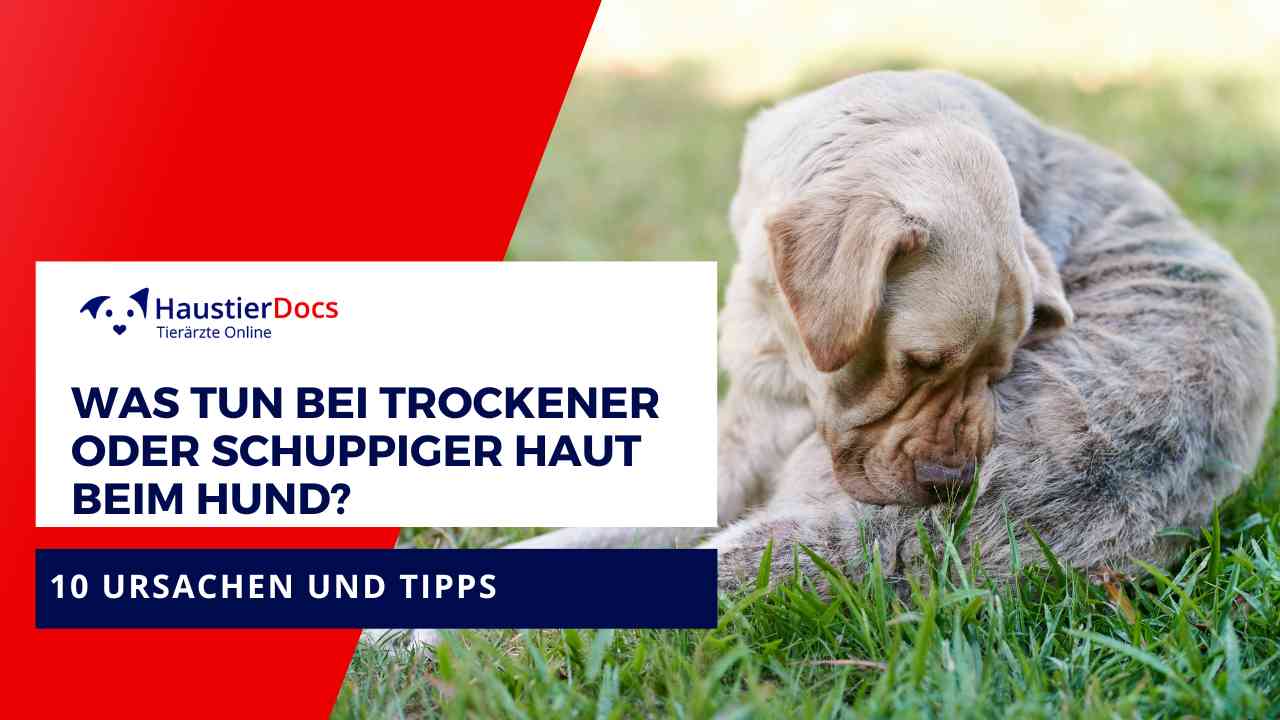 Was tun bei trockener oder schuppiger Haut beim Hund?