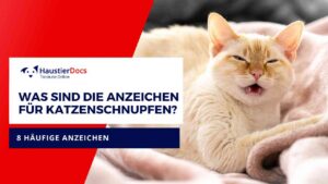 Was sind die Anzeichen für Katzenschnupfen?