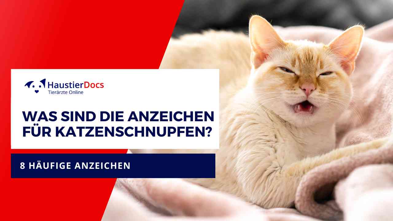 Was sind die Anzeichen für Katzenschnupfen?
